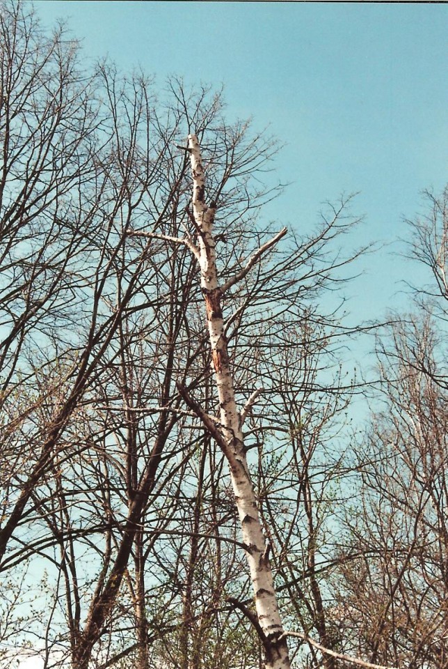 Geäst am Wegesrand