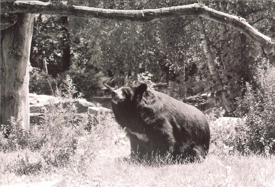 Kragenbär in künstlicher Wildbahn