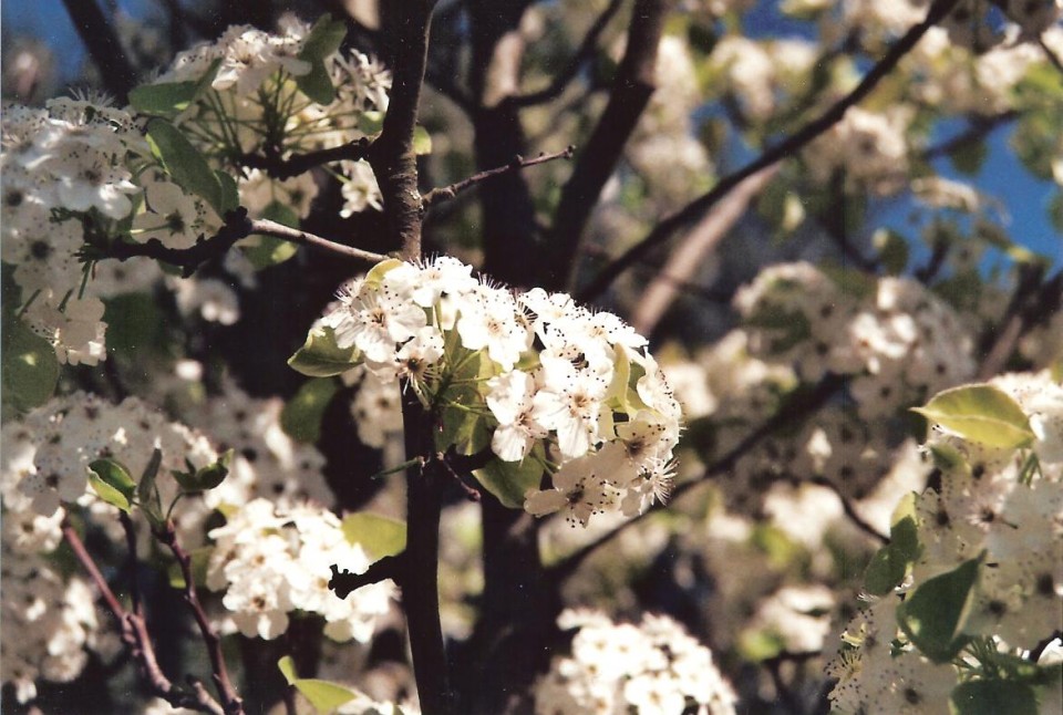 Reggio'naler Frühling