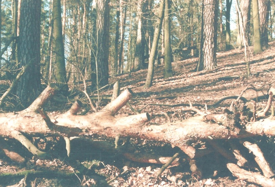 Wald im ÜberLicht