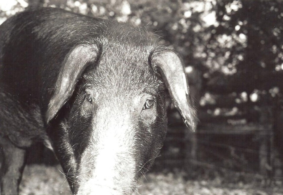 Glückliches Schwein (Domäne Dahlem)