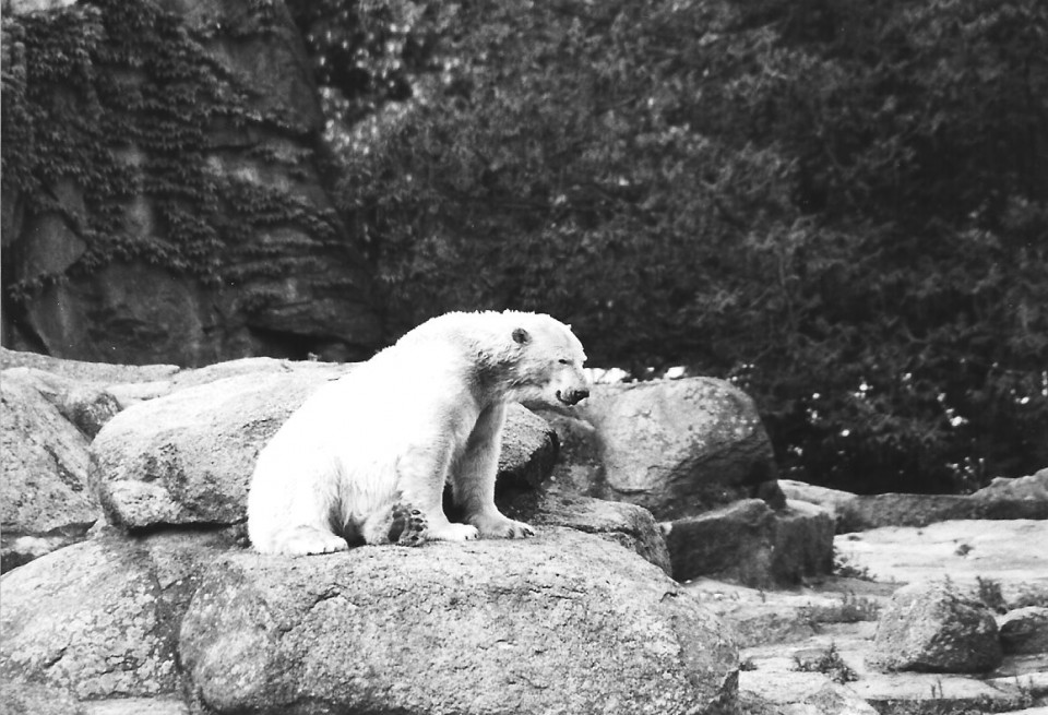 Eisbär in Schwarz-Weiß