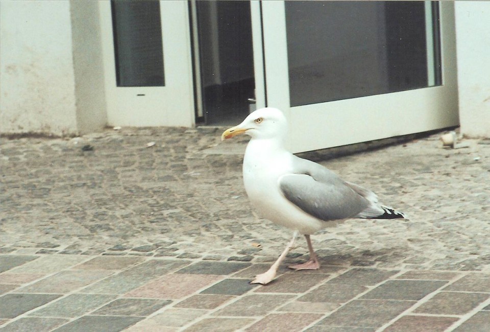 Einherschreitende Dick-Möwe