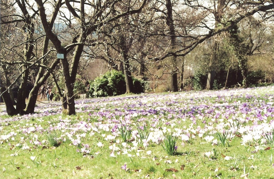 FlowerFields