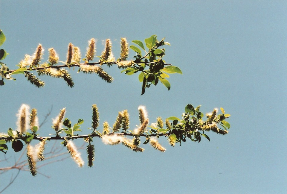 horizontale Knospen